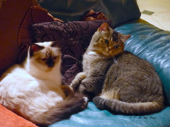 Comfortable TV evening